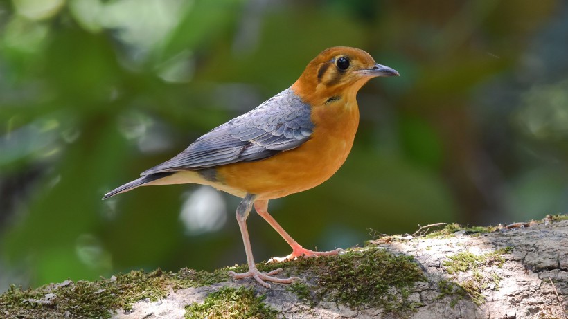 漂亮的橙头地鸫鸟类图片(5张)
