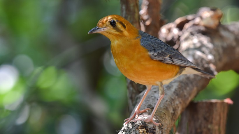 漂亮的橙头地鸫鸟类图片(5张)