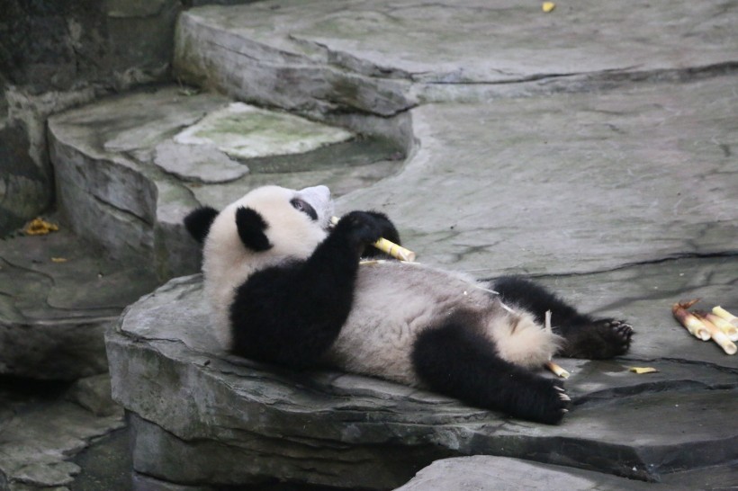 动物园饲养的可爱大熊猫图片(13张)