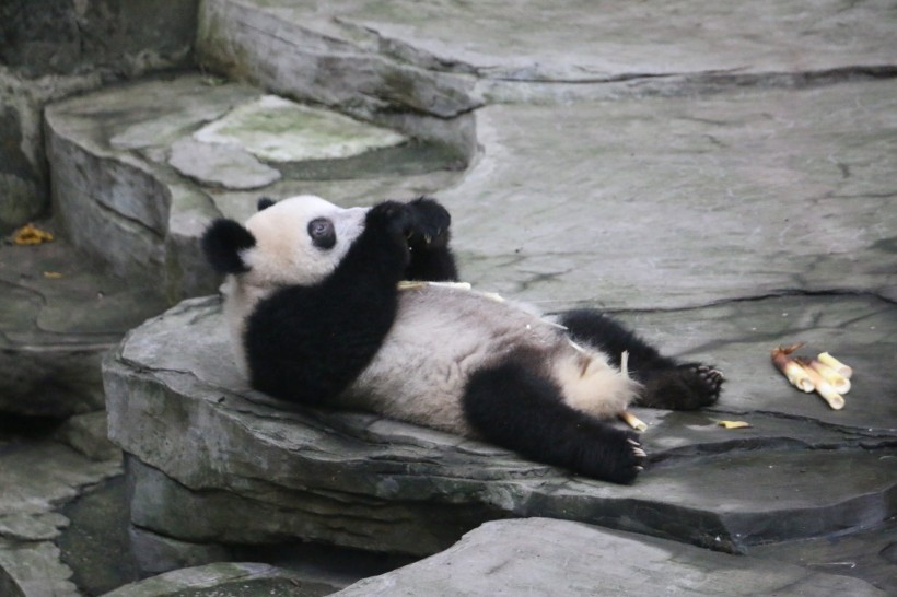 吃竹子的熊猫图片(7张)