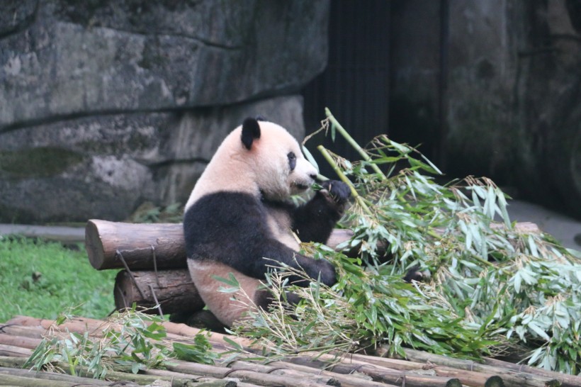 动物园饲养的可爱大熊猫图片(13张)