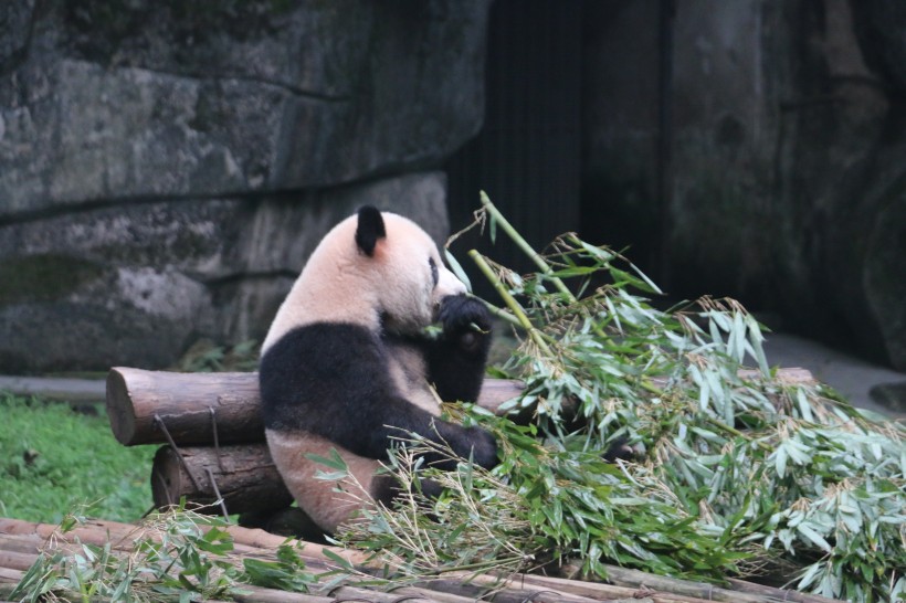 吃竹子的熊猫图片(7张)