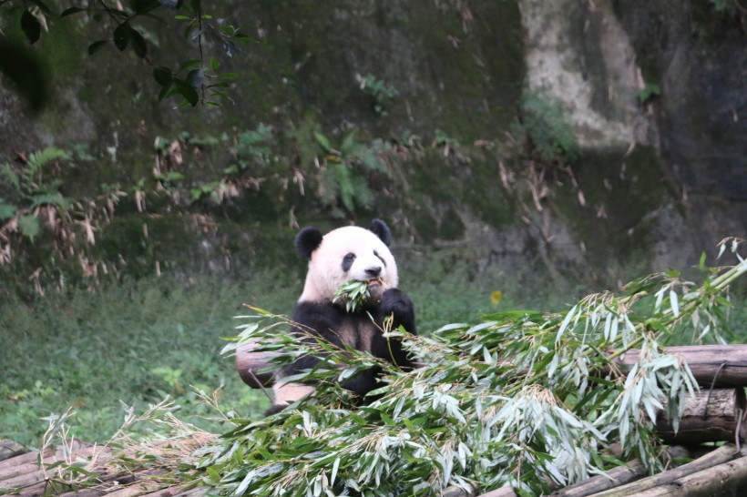 动物园饲养的可爱大熊猫图片(13张)