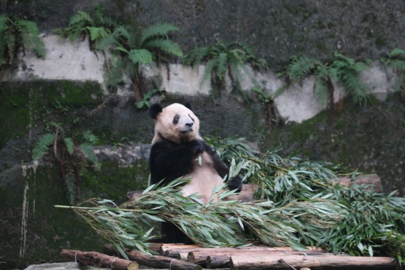 动物园饲养的可爱大熊猫图片(13张)