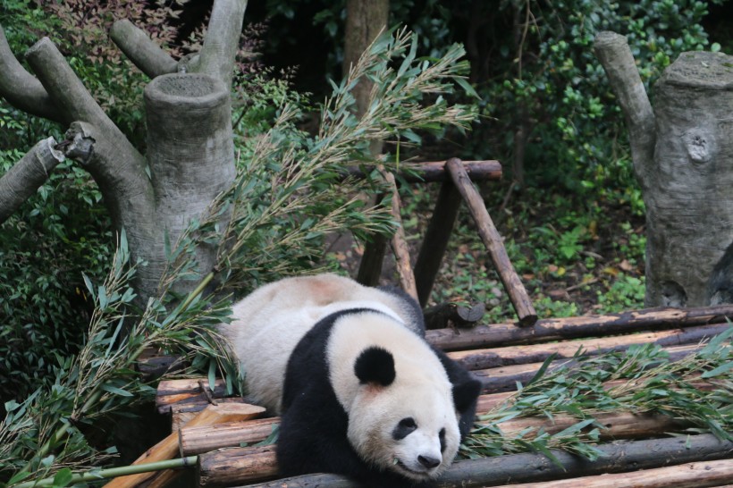 动物园饲养的可爱大熊猫图片(13张)