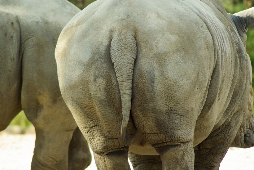 身体庞大的犀牛图片(13张)