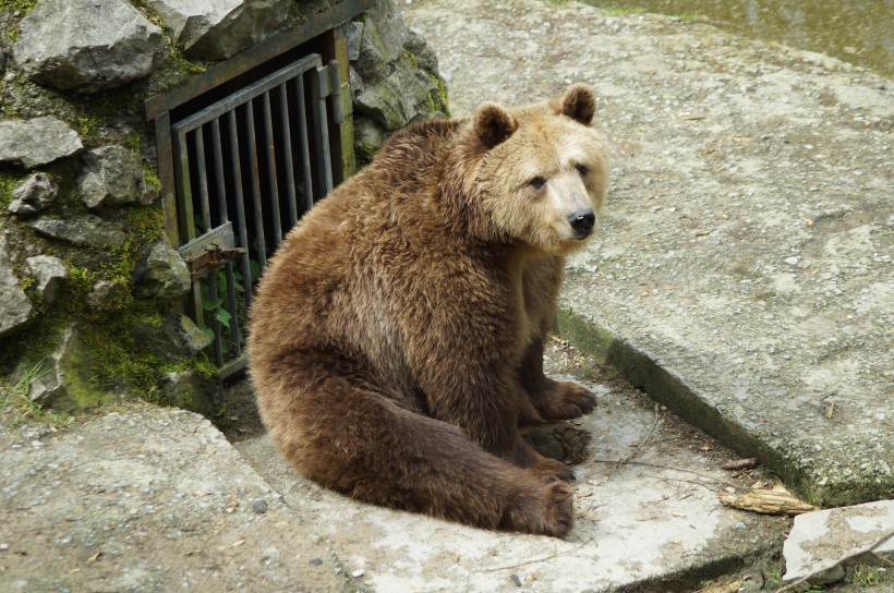 庞大的棕熊图片(12张)