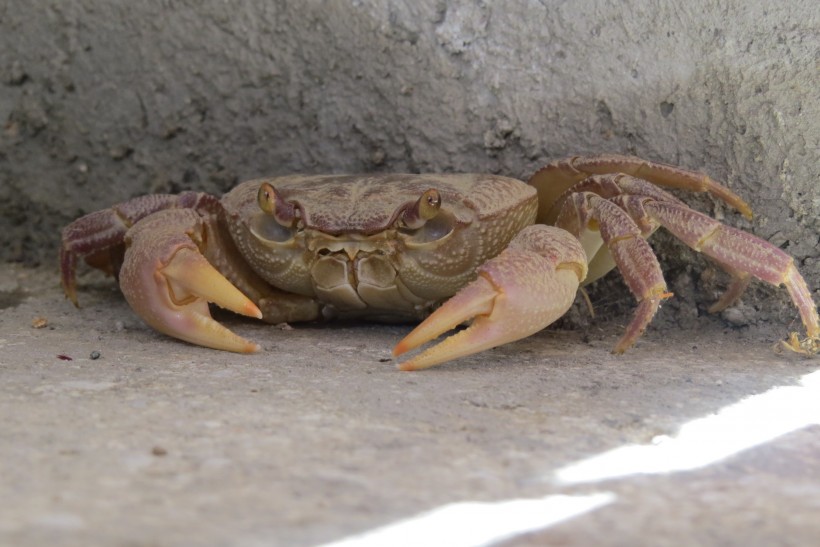 螃蟹高清图片(14张)
