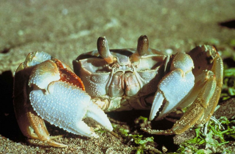 螃蟹图片(15张)
