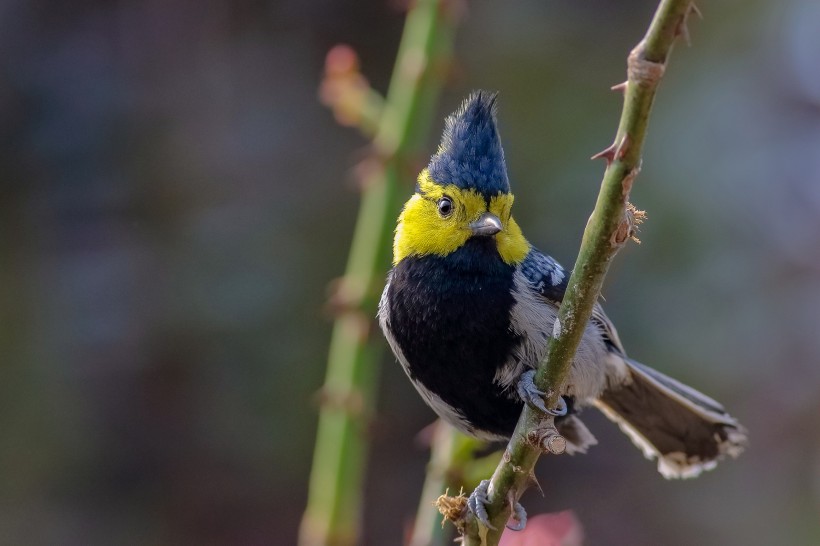 黄颊山雀鸟类图片(8张)