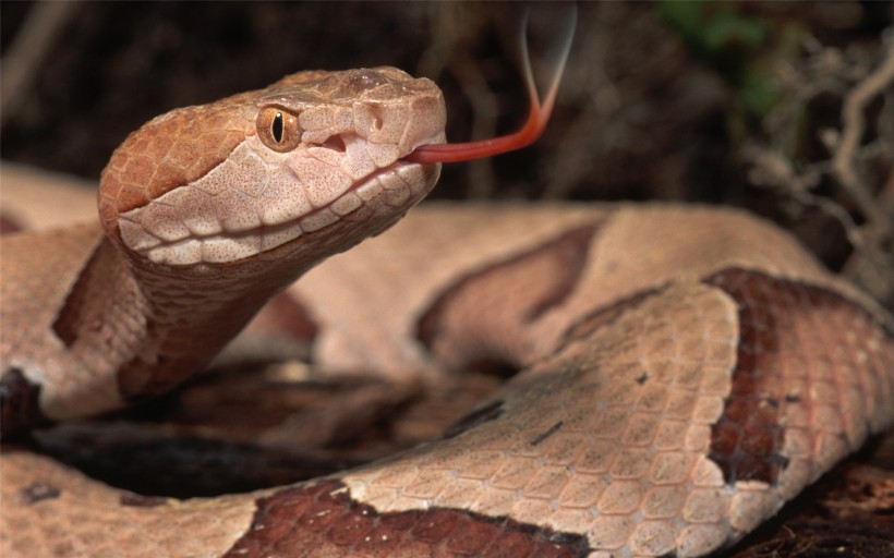爬行动物蛇的图片(15张)