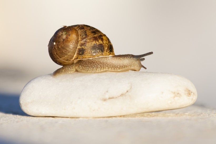 缓慢爬行的蜗牛图片(14张)
