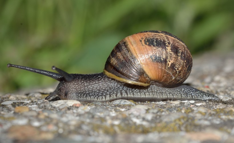 缓慢爬行的蜗牛图片(14张)