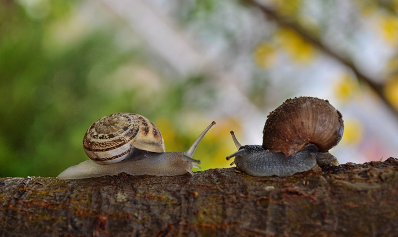 爬行的蜗牛图片(11张)