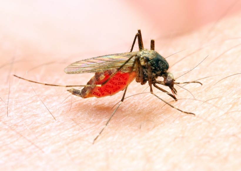 趴在皮肤上吸血的蚊子图片(12张)
