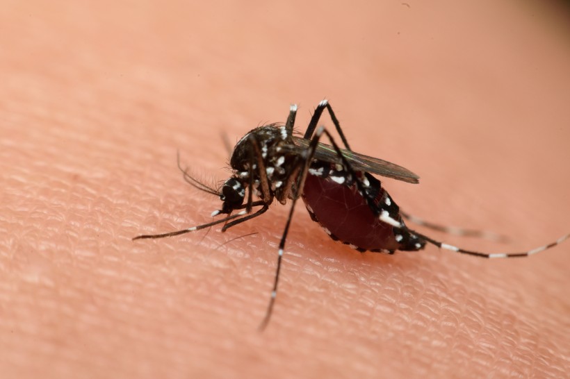 趴在皮肤上吸血的蚊子图片(12张)