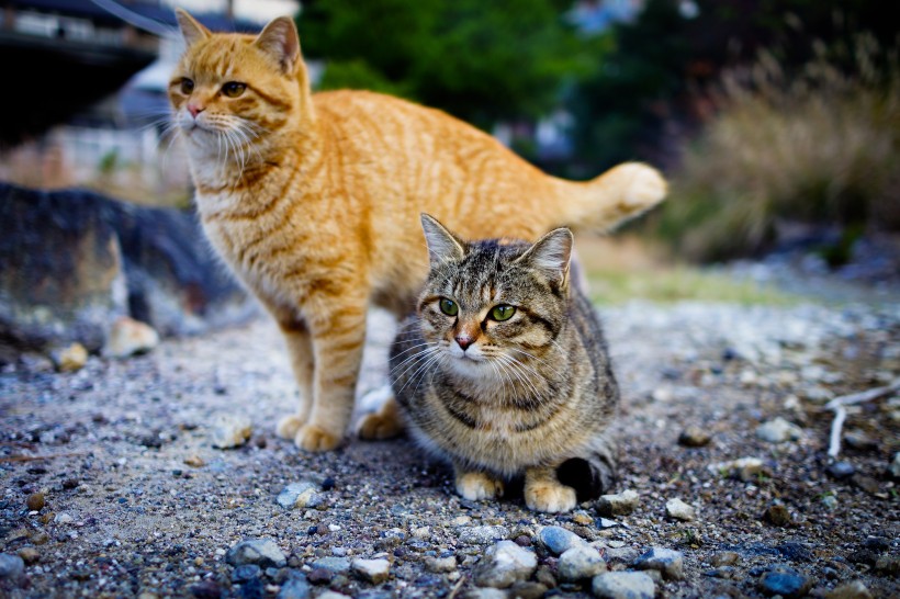 趴在地上的猫咪图片(10张)