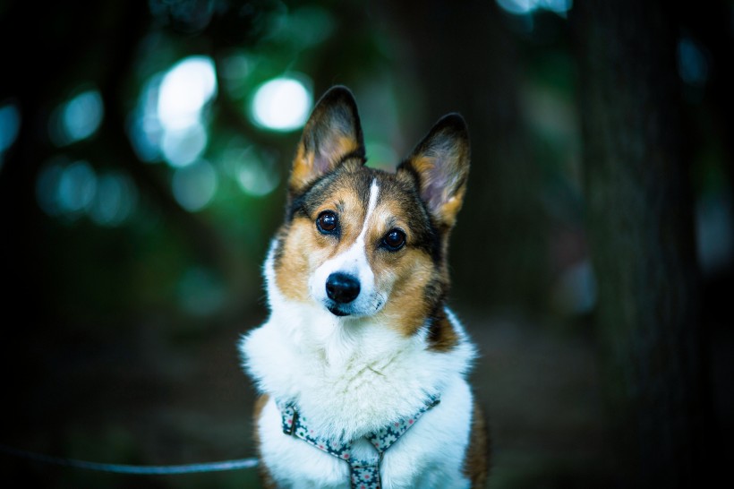 彭布罗克威尔士柯基犬图片(6张)
