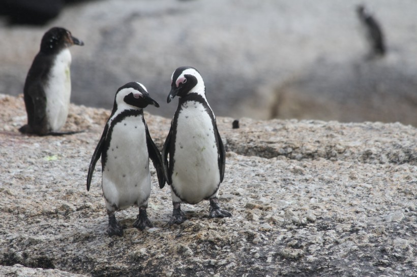 可爱的企鹅图片(13张)