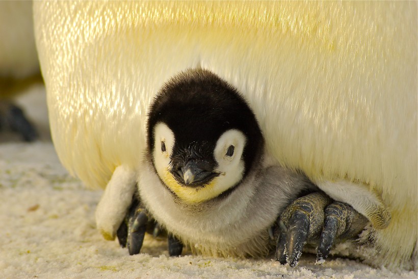 呆萌的企鹅图片(21张)