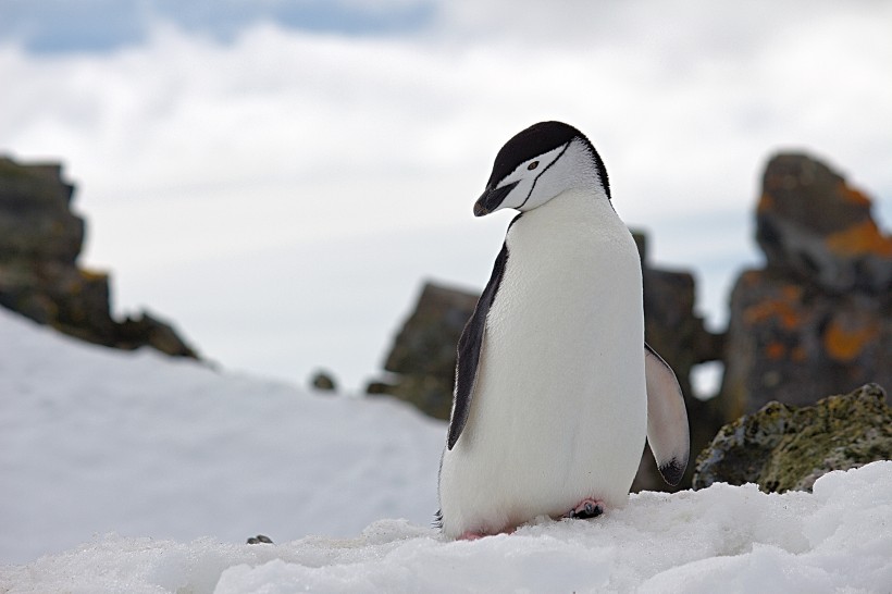南极企鹅图片(20张)