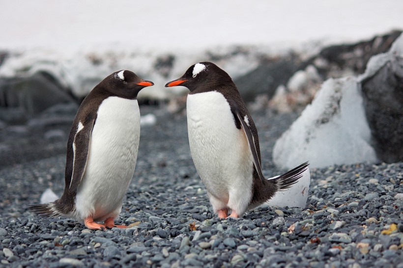 南极企鹅图片(20张)