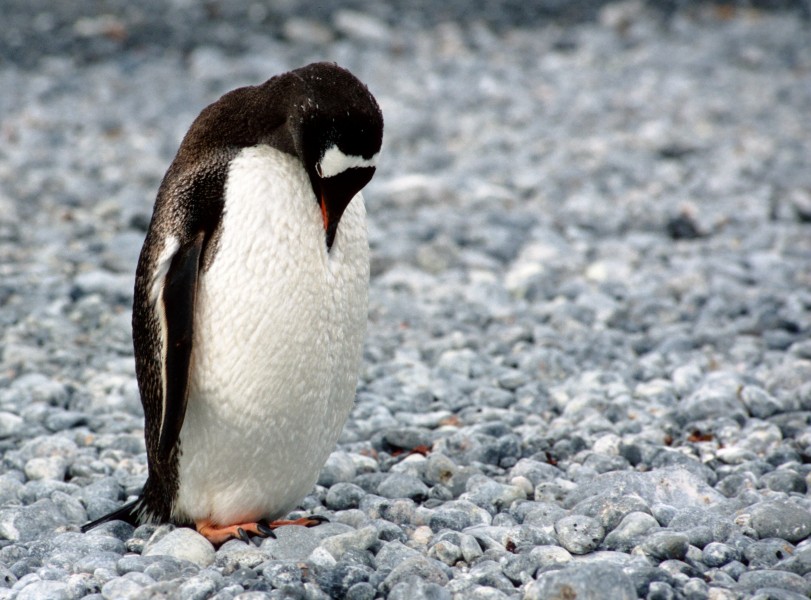 可爱的企鹅图片(13张)