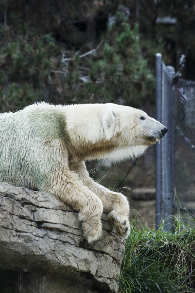 可爱的北极熊图片(13张)