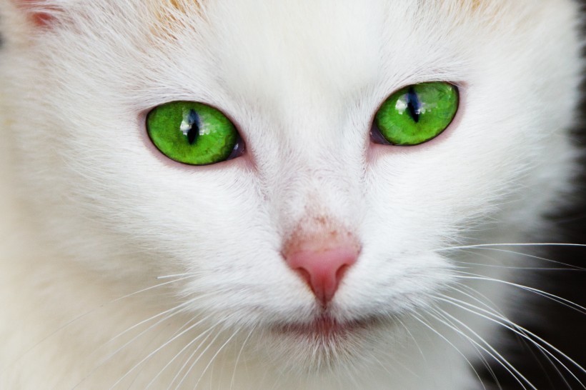 漂亮的猫眼图片(10张)