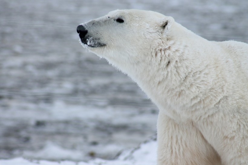 北极熊图片(7张)