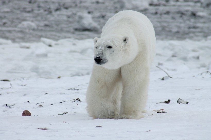 北极熊图片(6张)