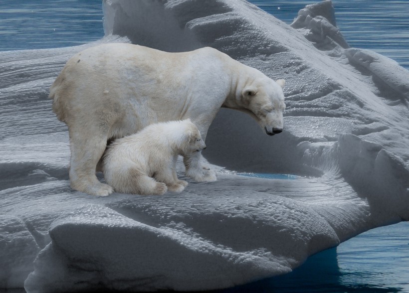 北极熊图片(12张)