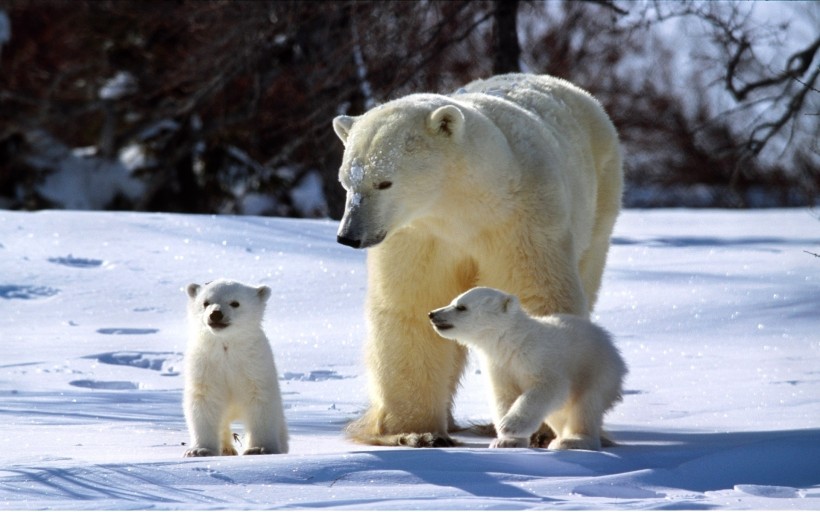 北极熊图片(12张)