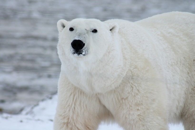 北极熊图片(6张)