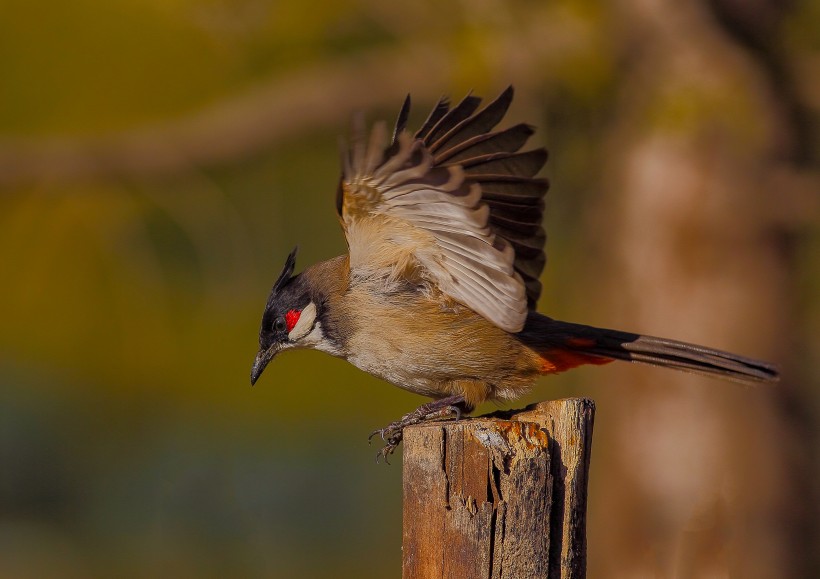 红耳鹎鸟类图片(11张)