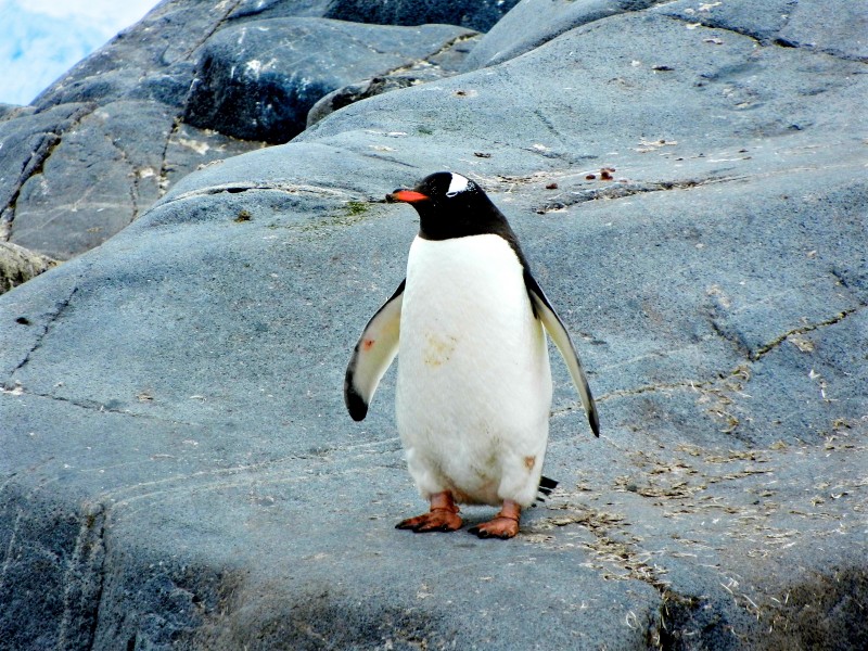 企鹅高清图片(14张)