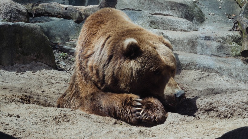 强壮的棕熊图片(12张)