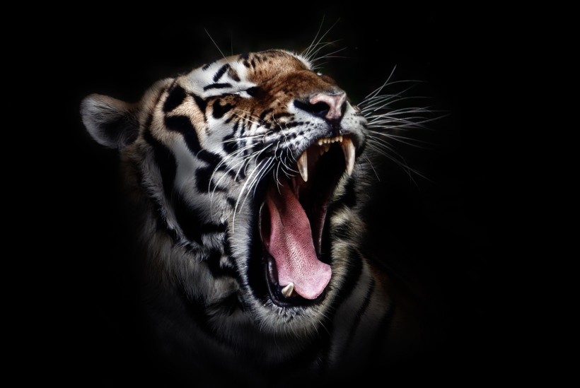 强壮的老虎图片(15张)