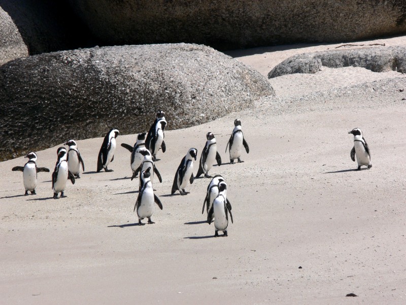 步履蹒跚的南极企鹅图片(9张)