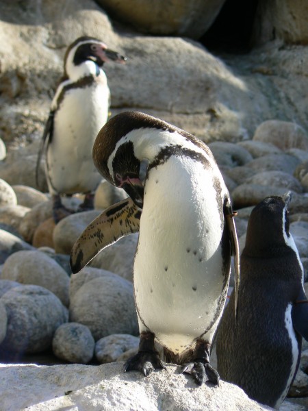 南极企鹅图片(29张)