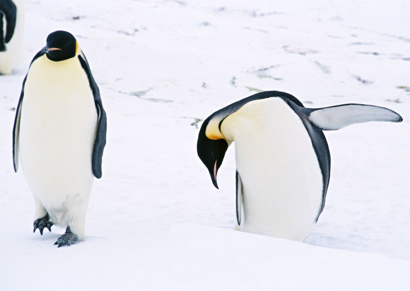 可爱企鹅图片(37张)