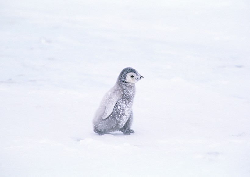 南极企鹅图片(29张)
