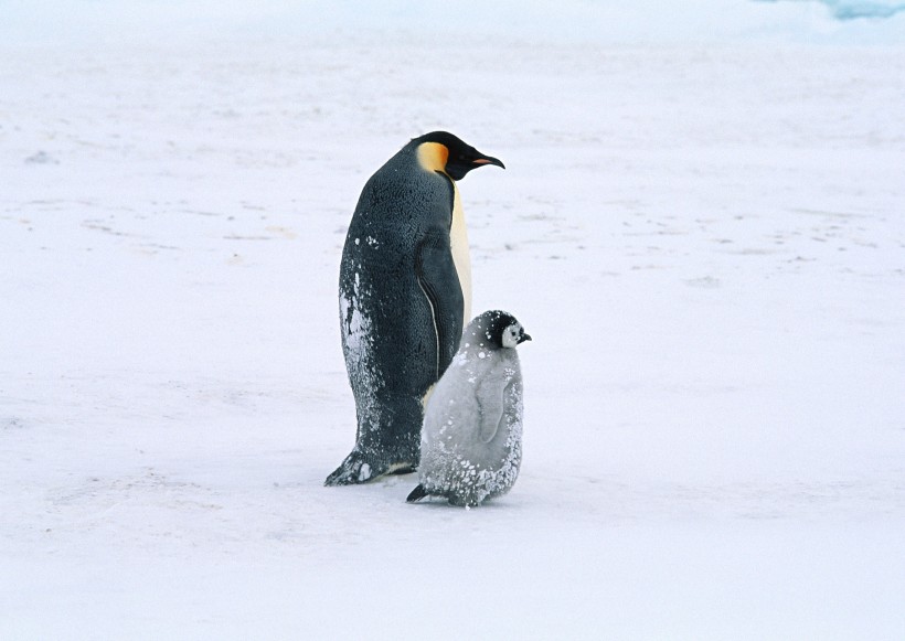可爱企鹅图片(37张)