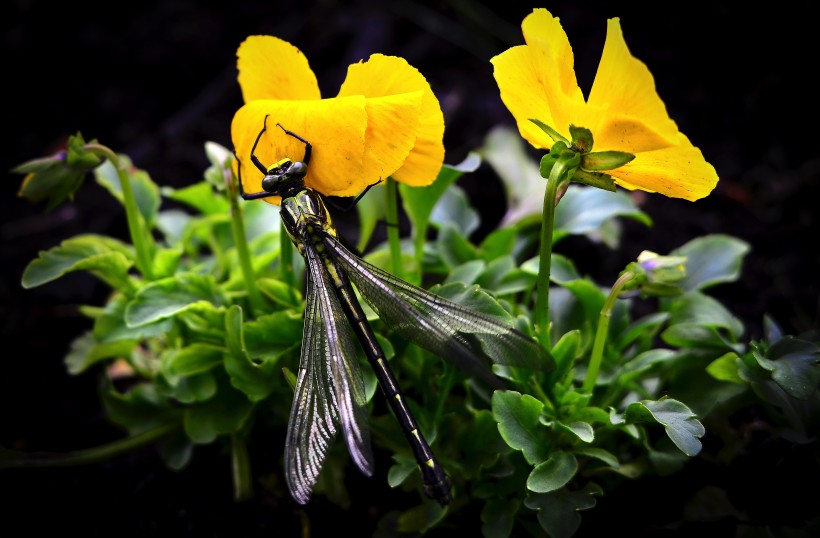 停留在荷叶上的黄色小蜻蜓图片(8张)