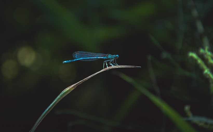 荷塘的蜻蜓图片(12张)