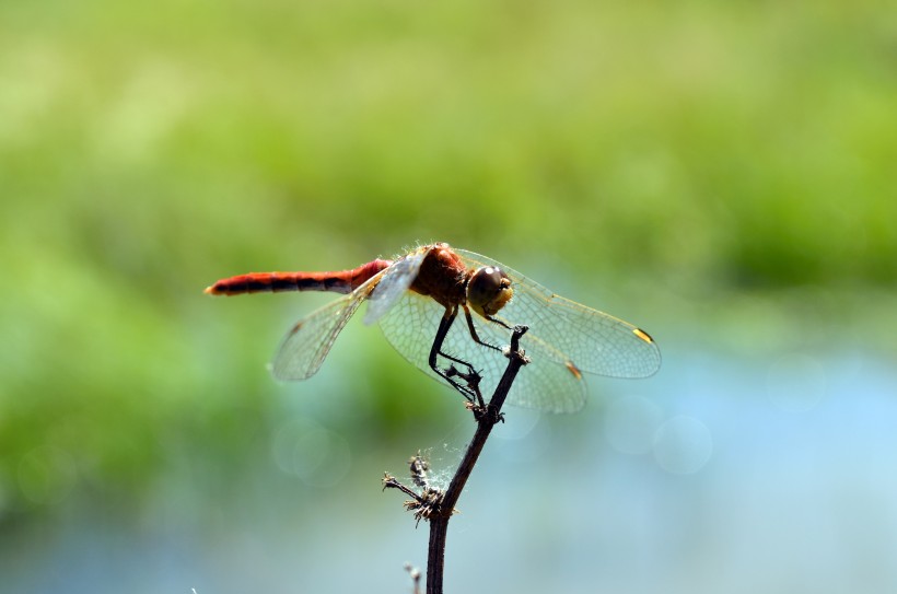 轻盈停落的蜻蜓图片(10张)