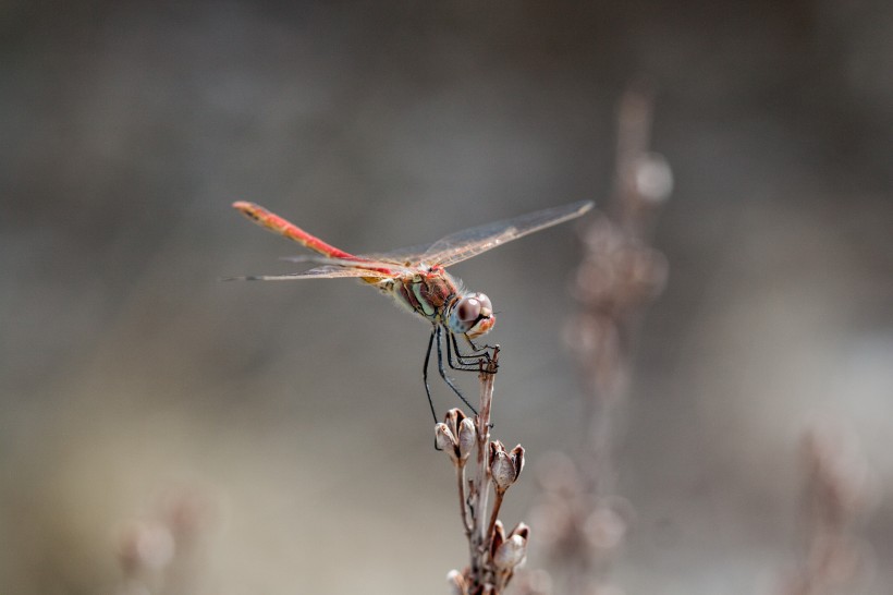 停歇的蜻蜓图片(11张)