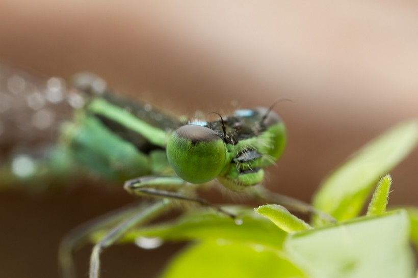 蜻蜓的眼睛图片(10张)