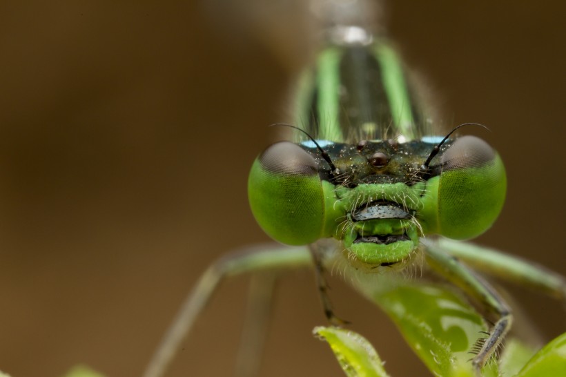 蜻蜓的眼睛图片(10张)
