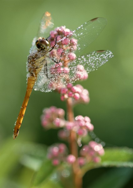 蜻蜓图片(11张)